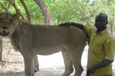 Rencontre avec les lions Ô Cœur de Passy