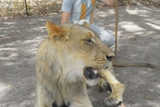 Rencontre avec les lions Ô Cœur de Passy