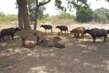 Rencontre avec les buffles Ô Cœur de Passy