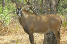 La faune du Sine Saloum