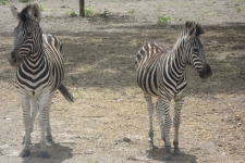 Safari, Sénégal, Ô Coeur de Passy