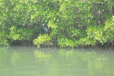 Sortie pêche Sine Saloum - Sénégal