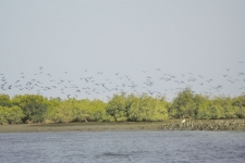 Sortie pêche Sine Saloum - Sénégal