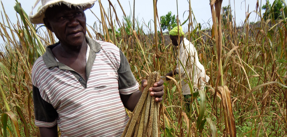 Le Sine Saloum et l'agriculture