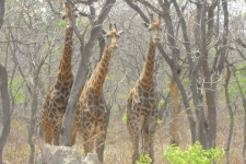 Rencontre avec les giraffes Ô Cœur de Passy