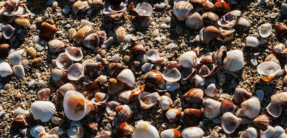 Excursion Sine Saloum - L'île aux coquillages